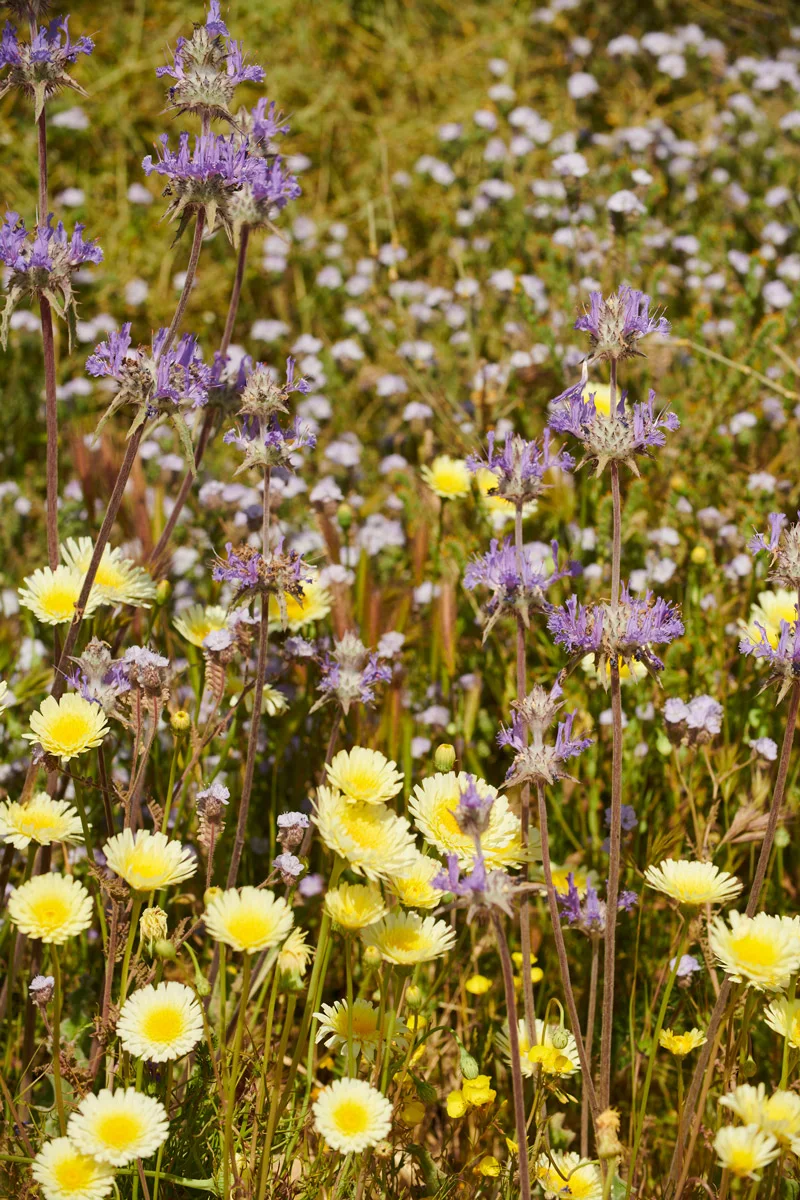 linnea-bullion-carrizo-plain-superbloom-23