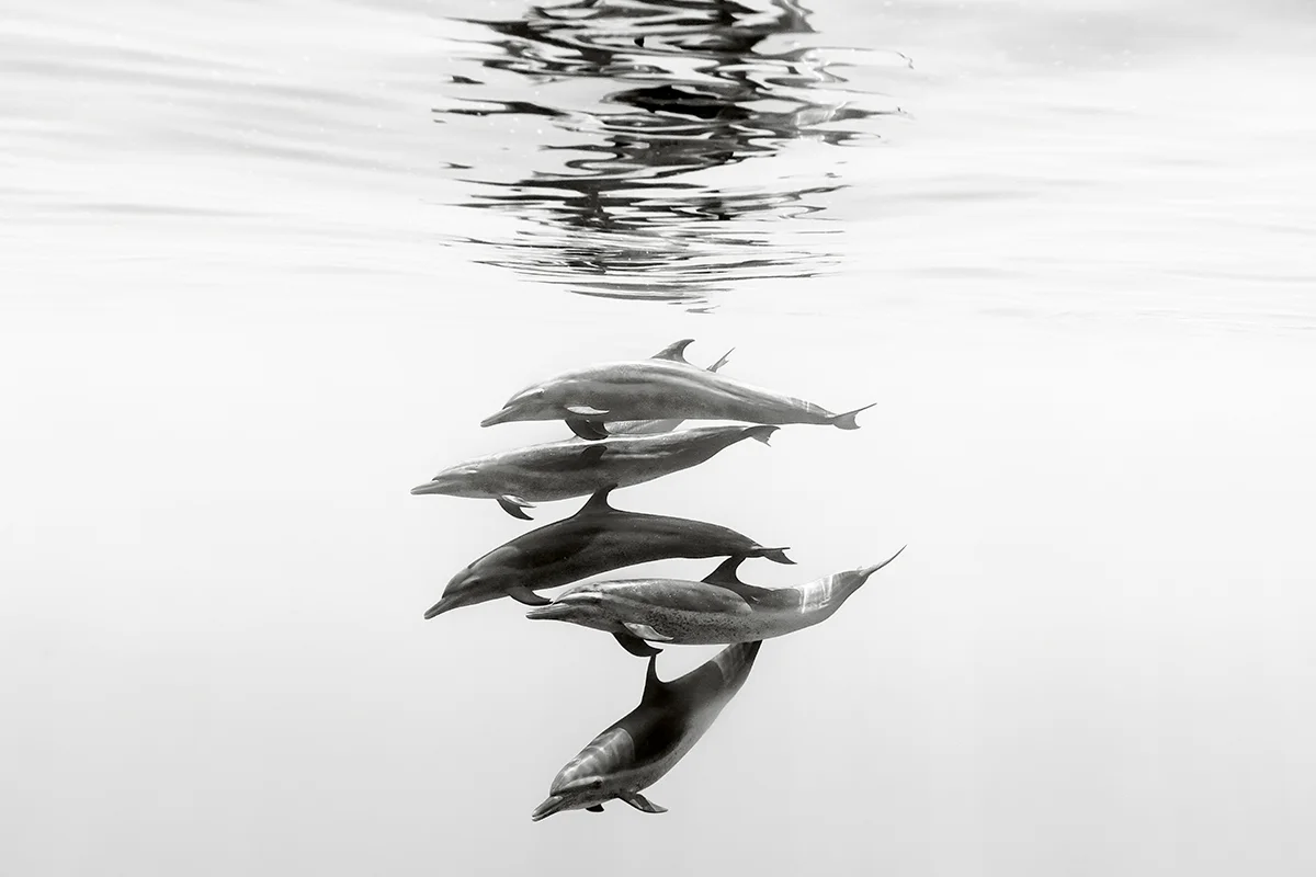 Silent-Kingdom-Christian-Vizl-IxtapaOcean-5
