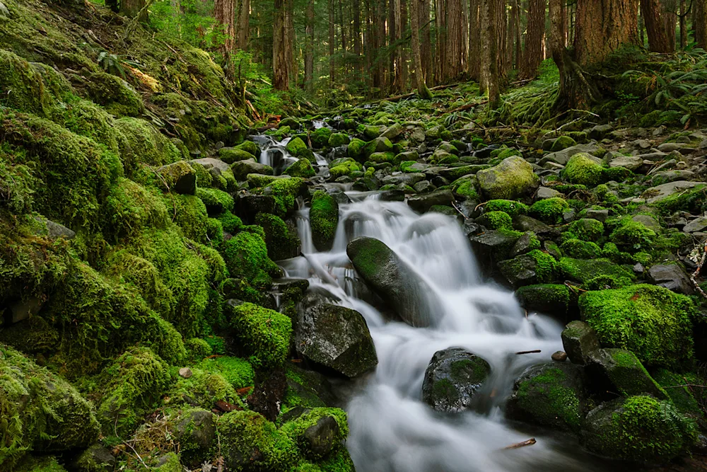 A Visual Exploration of Olympic National Park, WA