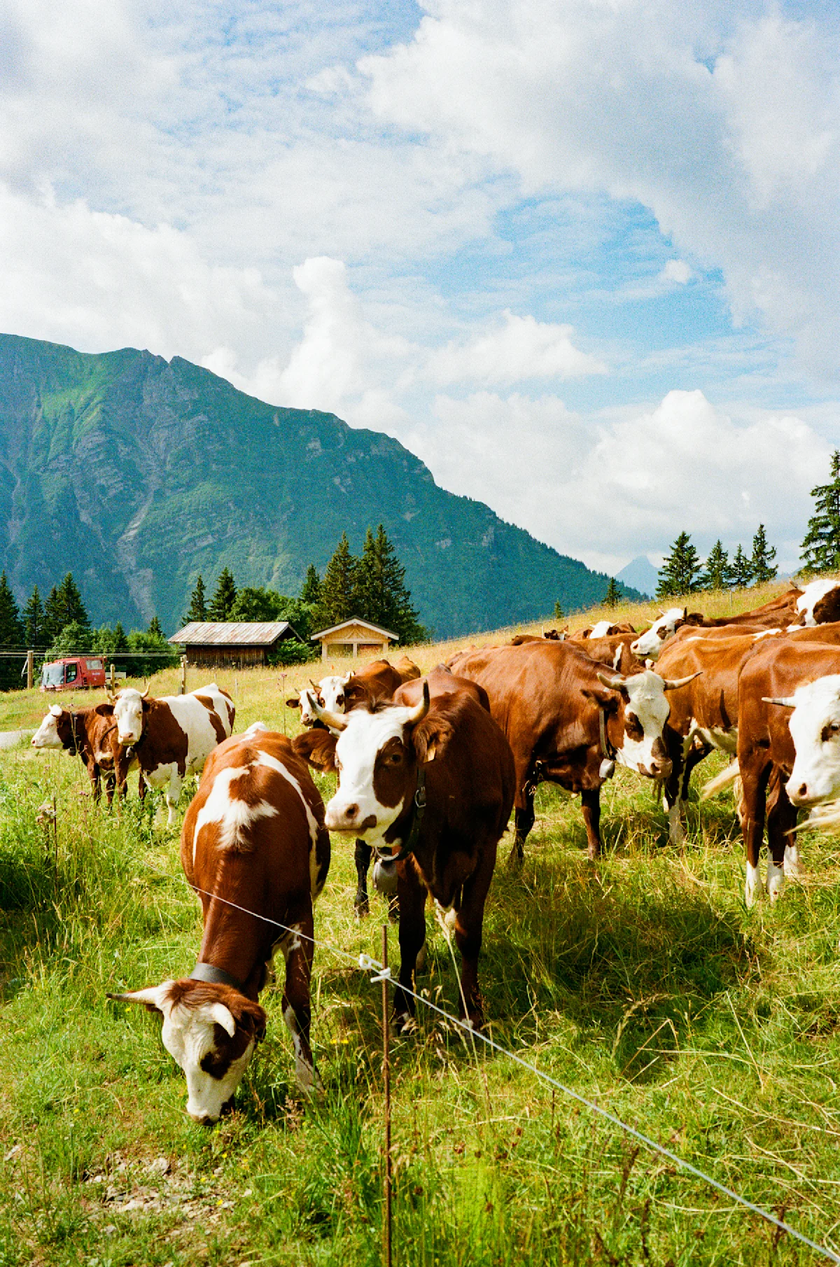 chalmers-tour-du-mont-blanc-cows