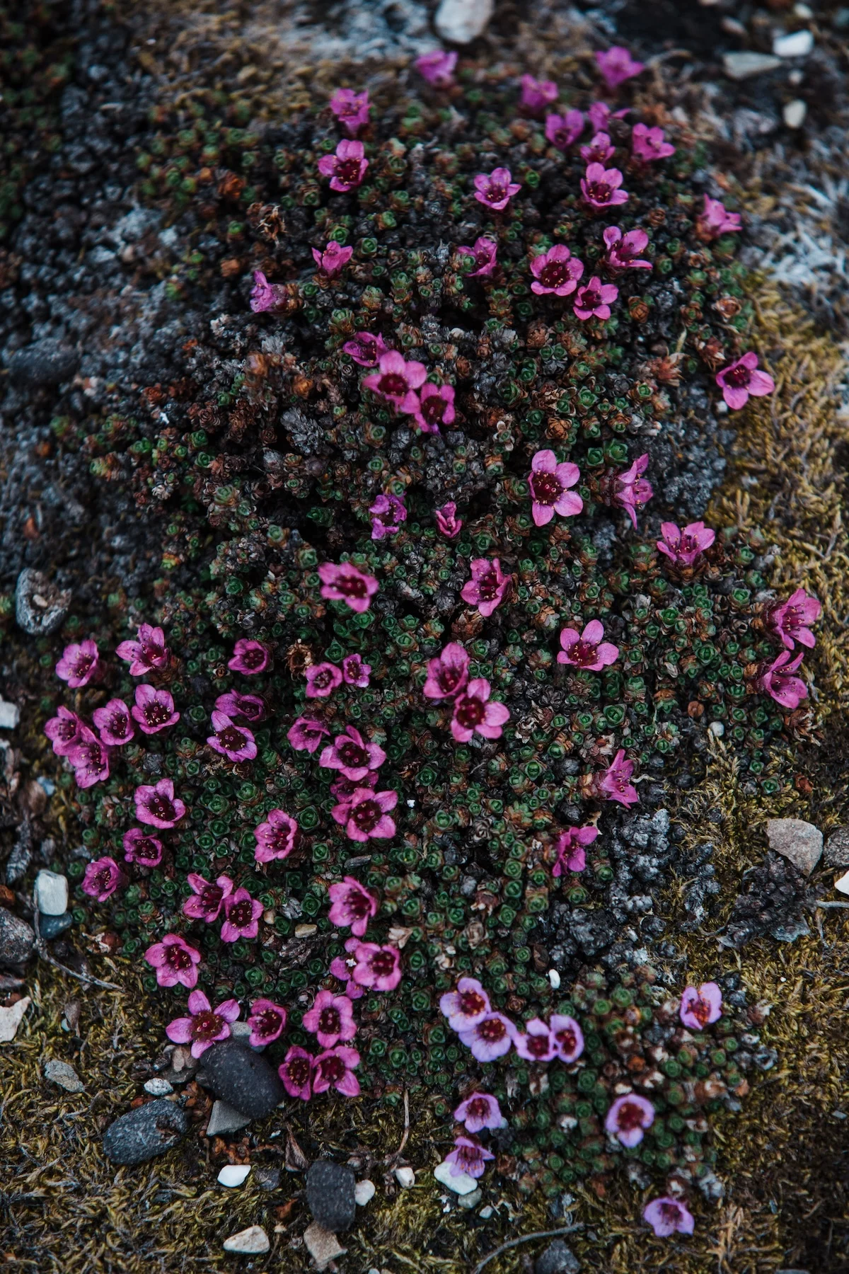 high-arctic-colors-svalbard-karthika-gupta-purple-flowers