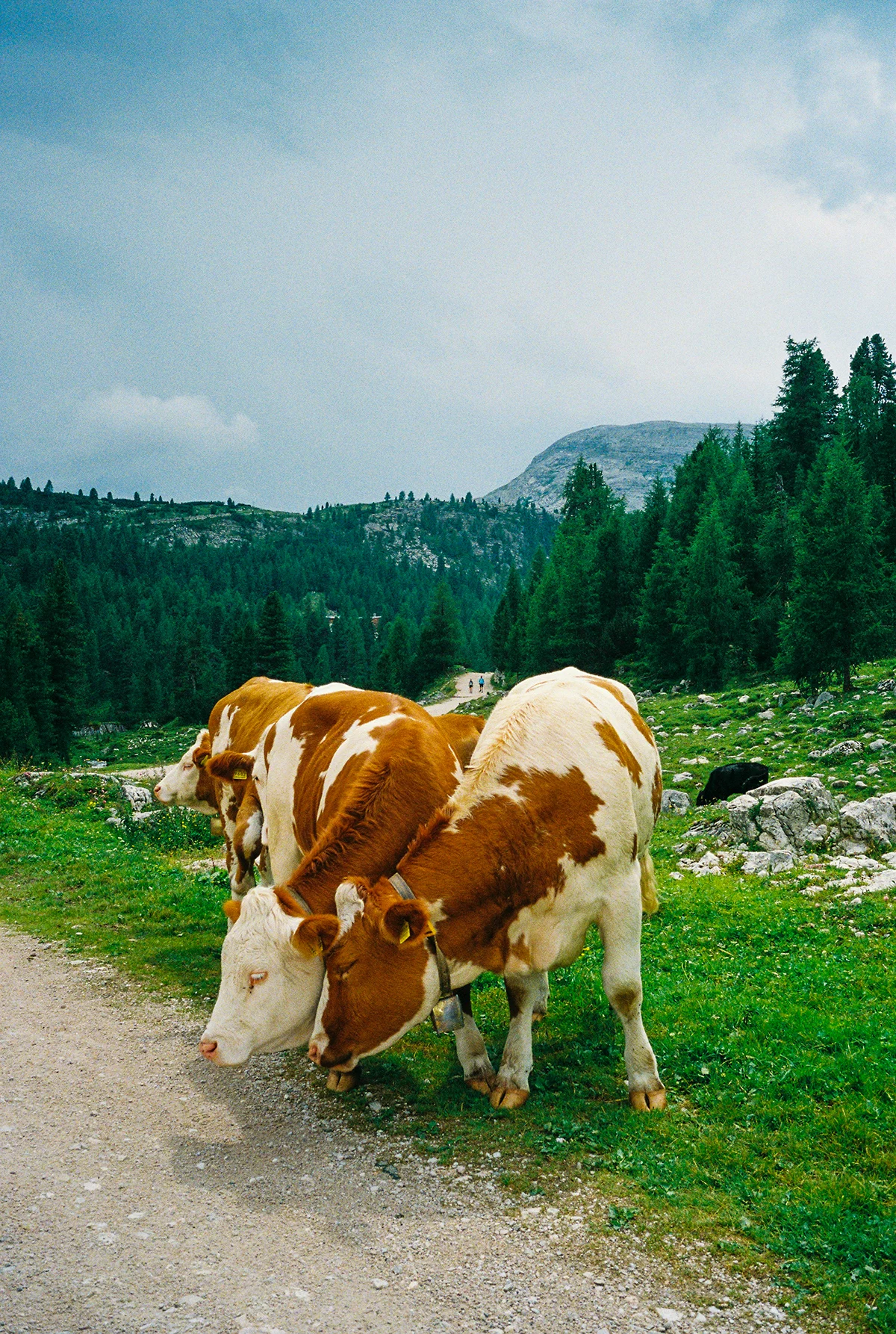 chalmers-alta-via-1-guide-cows