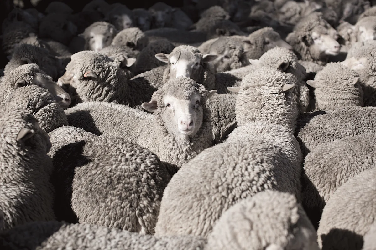 alpaca-v-merino-sheep-courtesy-TOM-POWELL-for-icebreaker-resize