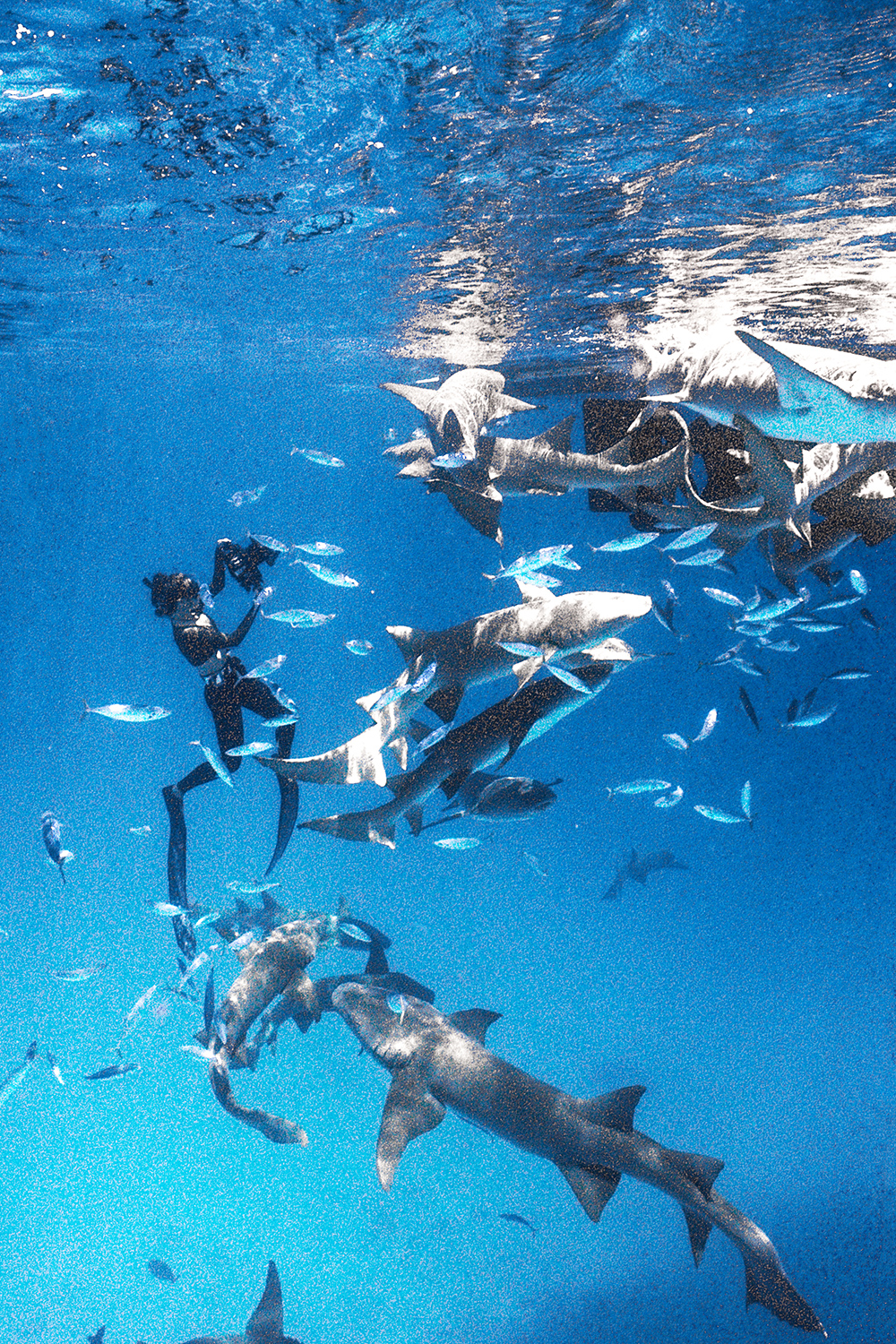 A Lesson in Underwater Film Photography, With Sharks Field Mag