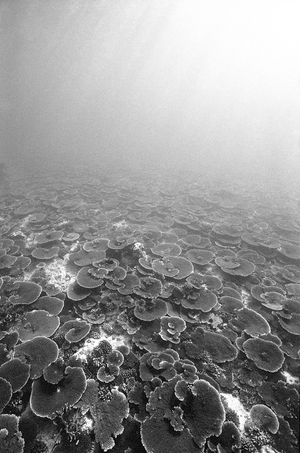 A Lesson in Underwater Film Photography, With Sharks Field Mag