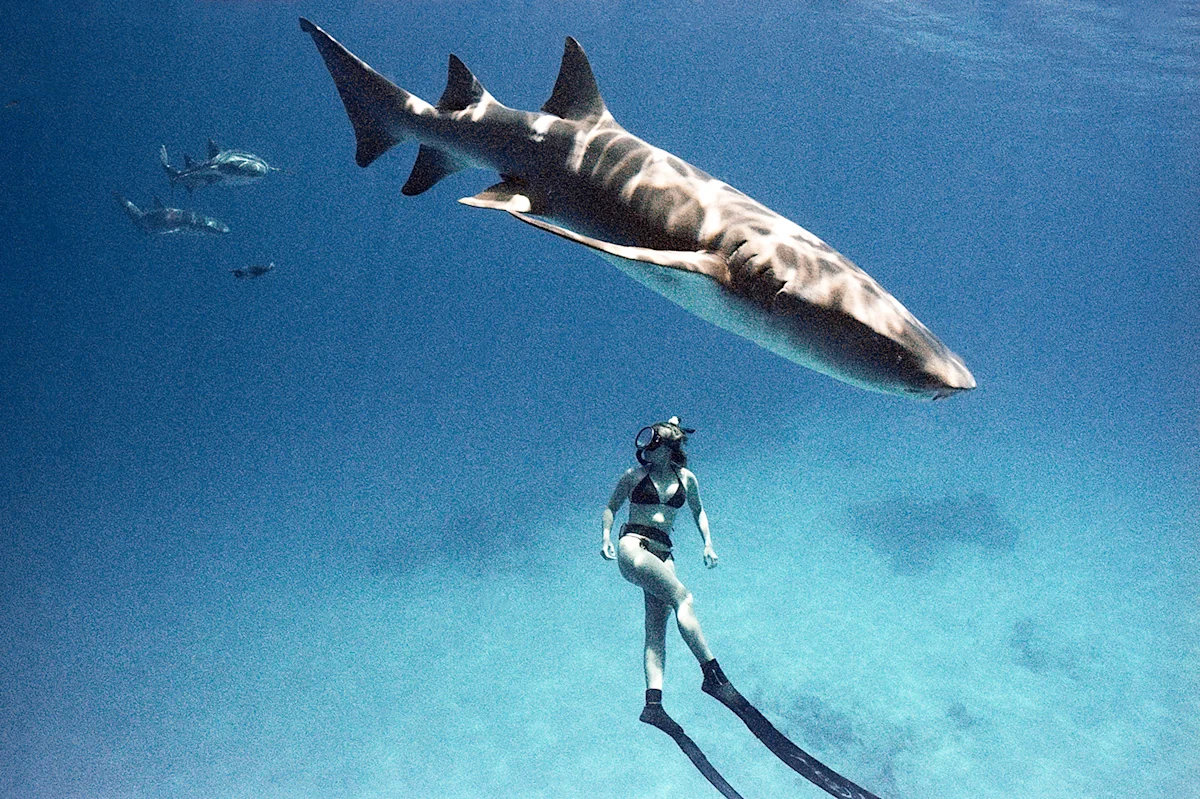 Danny-Nieves-Maldives-Dive-Nikonos-9
