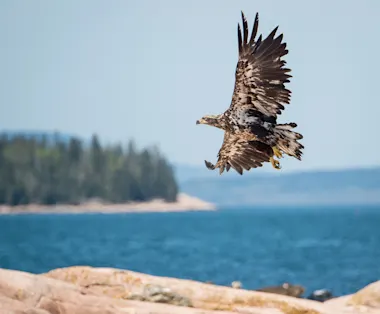 ACADIA NATIONAL PARK, image by Tom Blagden, Jr.