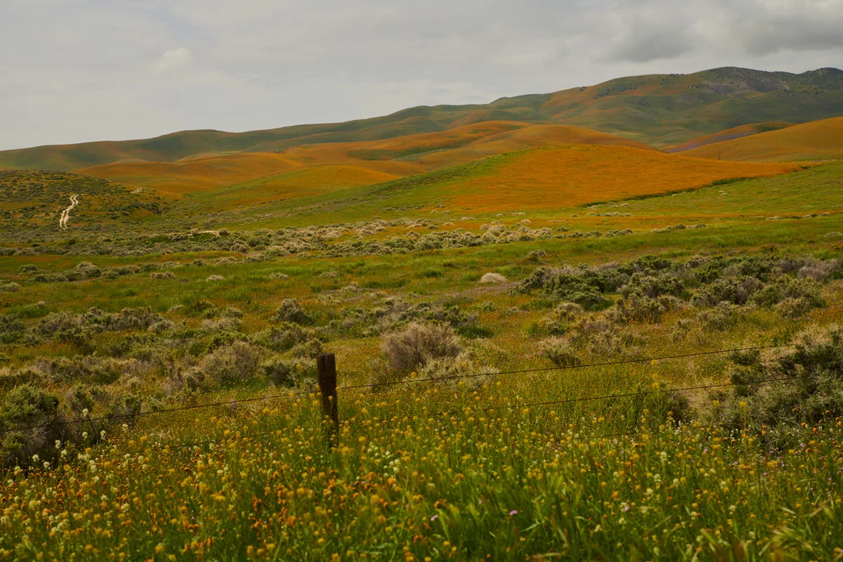 linnea-bullion-carrizo-plain-superbloom-1