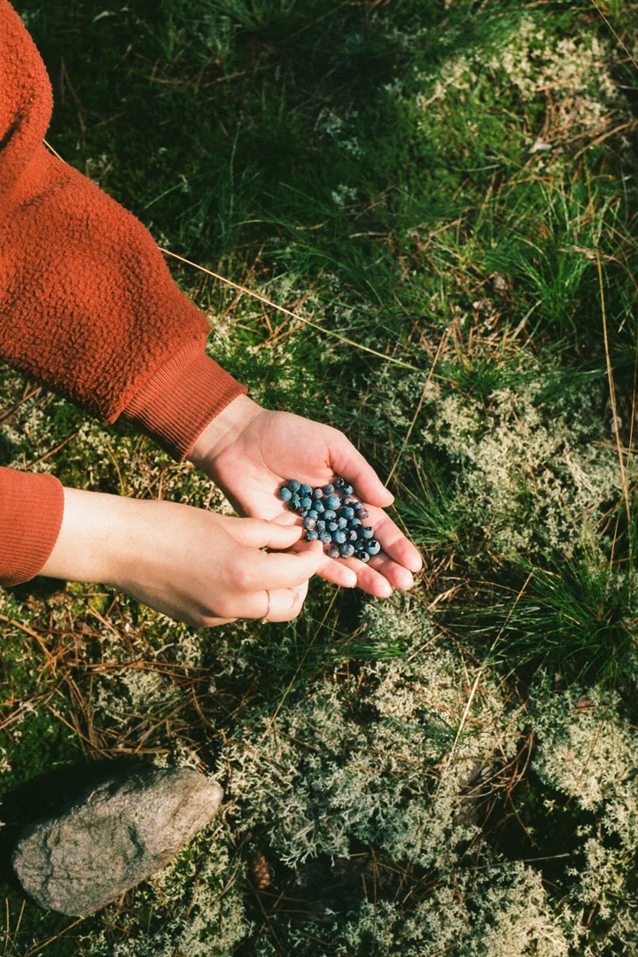 matt-steindl-maine-blueberries