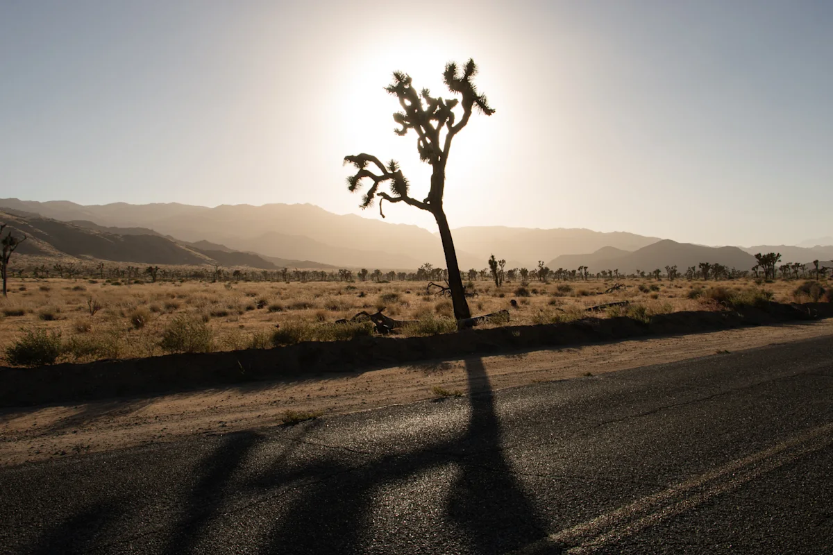 Martinez-Joshua-Tree-Sunset-Shadow