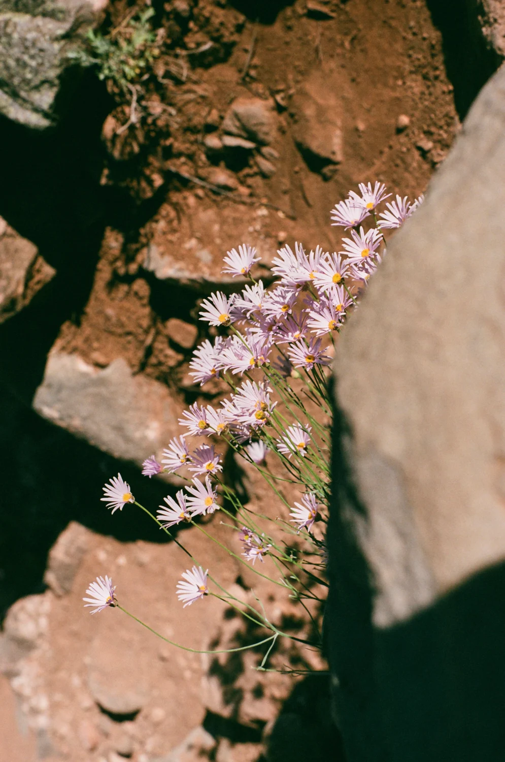 linnea-bullion-zion-road-trip-12