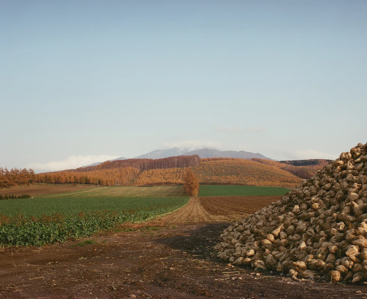 sam-godin-hokkaido-east-trail-Sweet-Potatos-Karamatsu