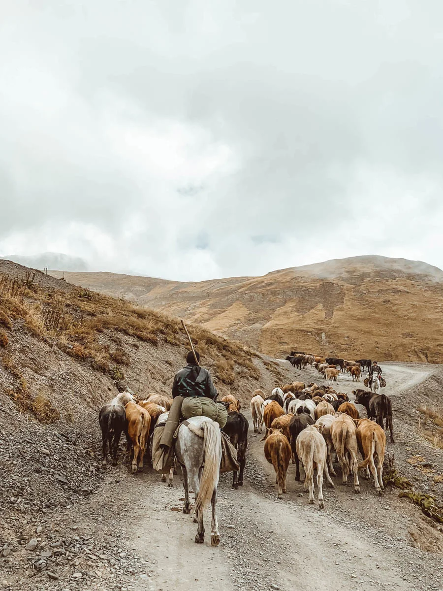 breanna-wilson-georgia-tusheti-atsunta-pass-shepherd