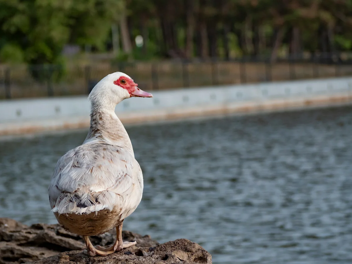 sandra-alekseeva-unsplash-muscovy-duck