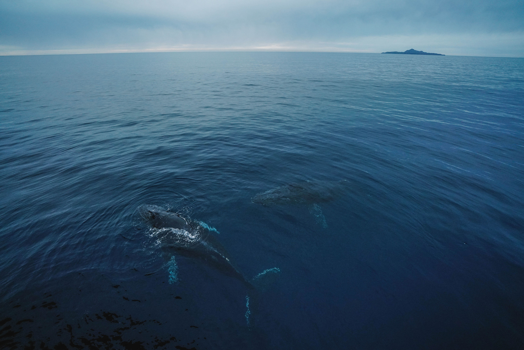 Why We Should Broaden Our Definition of Wilderness to Include the Ocean