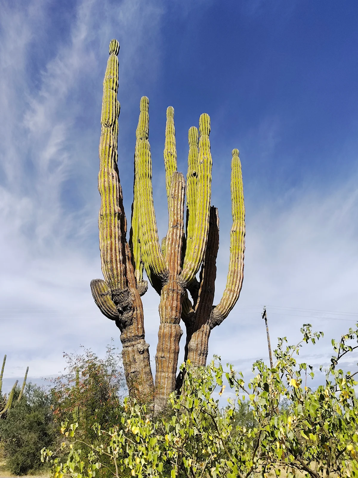 henley-phillips-light-phone-iii-review-baja-cactus-LP-shot