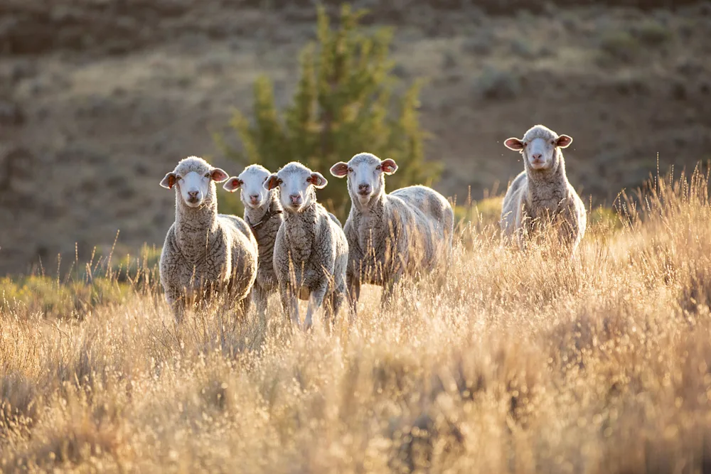 Meet the Oregon Sheep Ranching Operation Behind Team USA's Olympic Uniforms