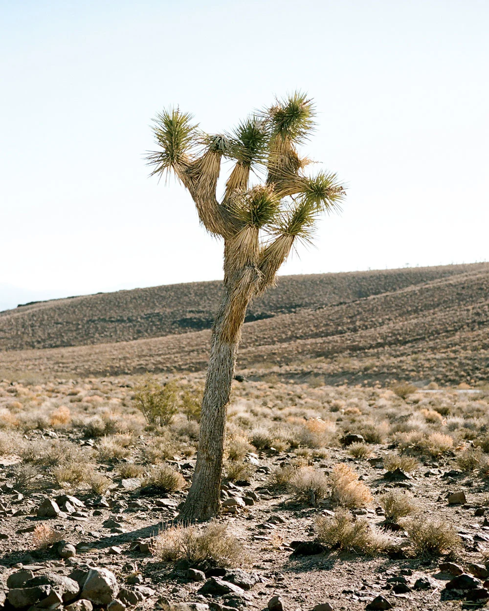 Vic-Garcia-CA-Desert-12