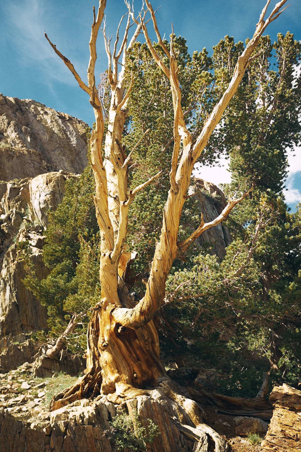 rob-schanz-mcgee-high-sierra-2