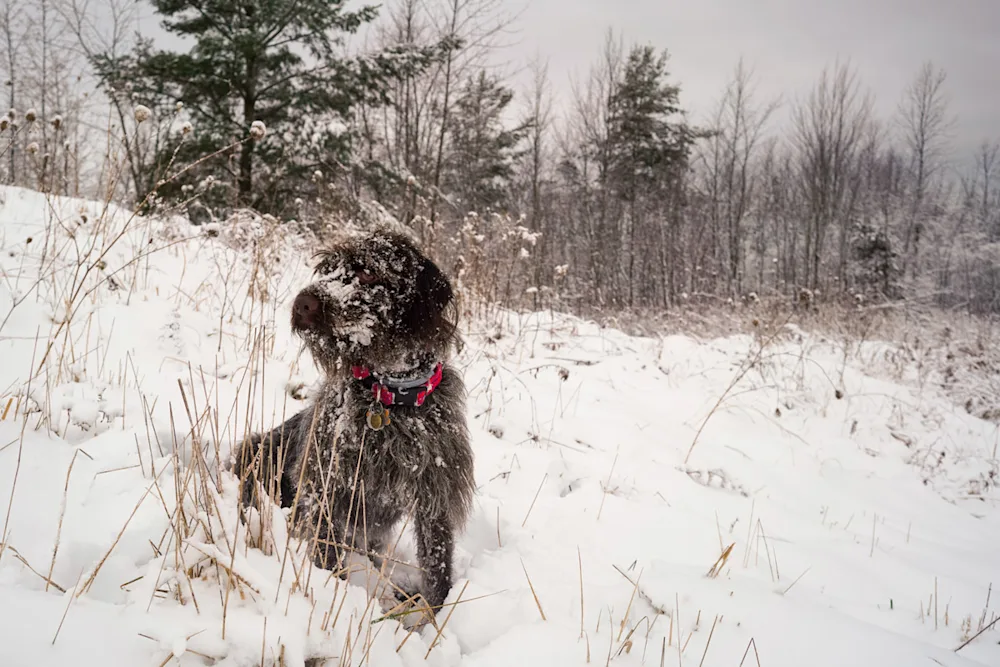 Garmin Alpha 200i Review: Made for Hunting, Perfect for All Adventures