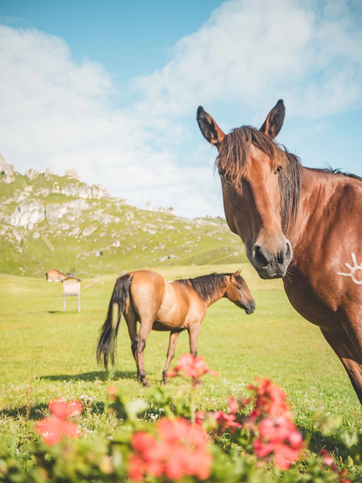 horse-ride-from-kyrgyzstan-to-france-horses-giving-vertical