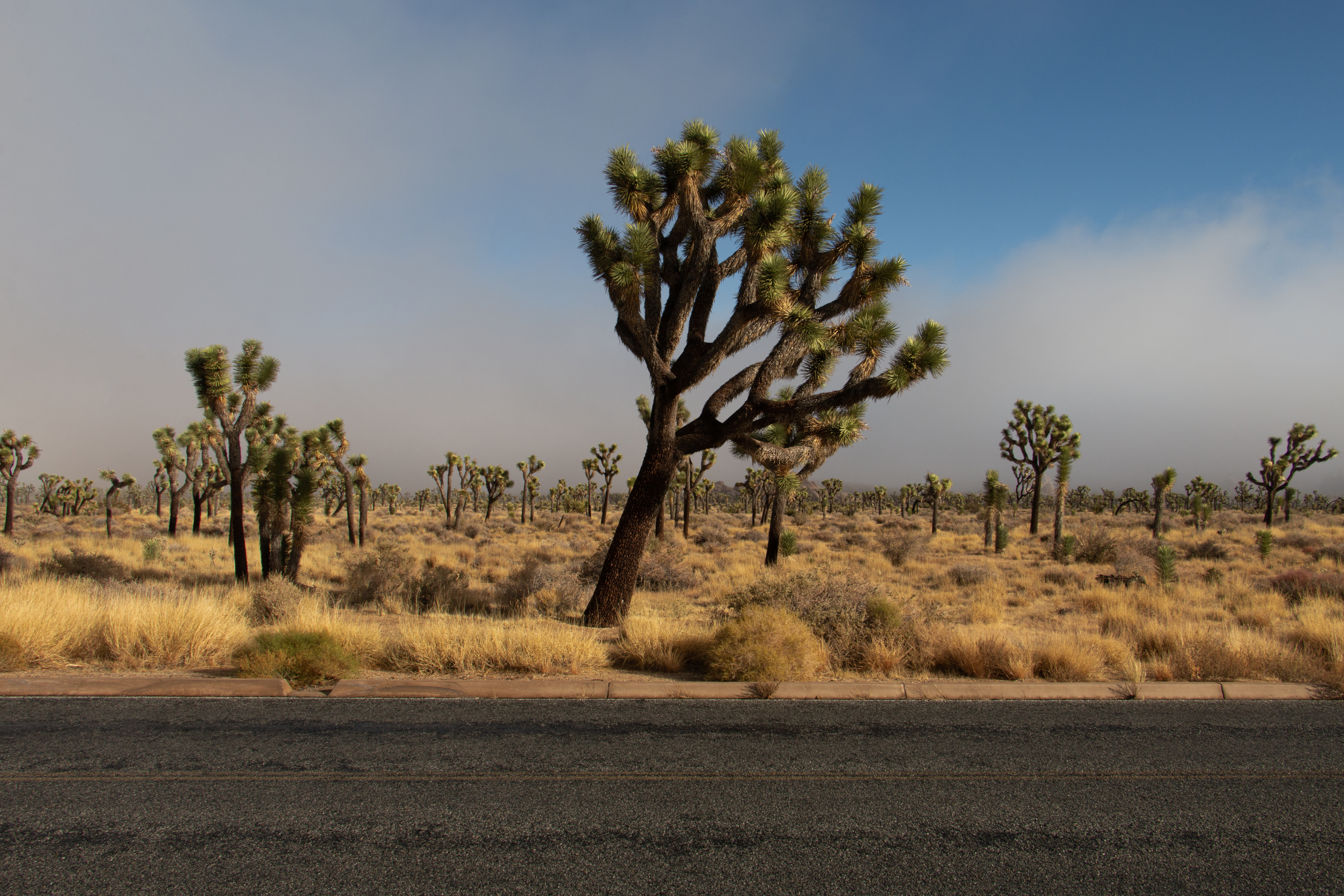 Lessons Learned From Living and Working in Joshua Tree National Park