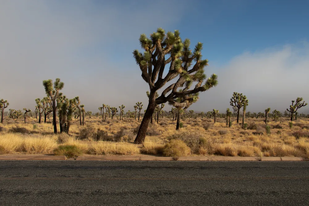 Lessons Learned From Living and Working in Joshua Tree National Park