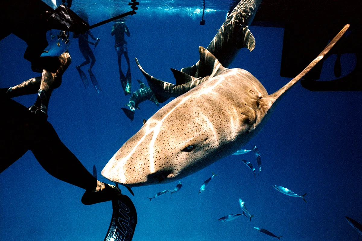 Danny-Nieves-Maldives-Dive-Nikonos-7
