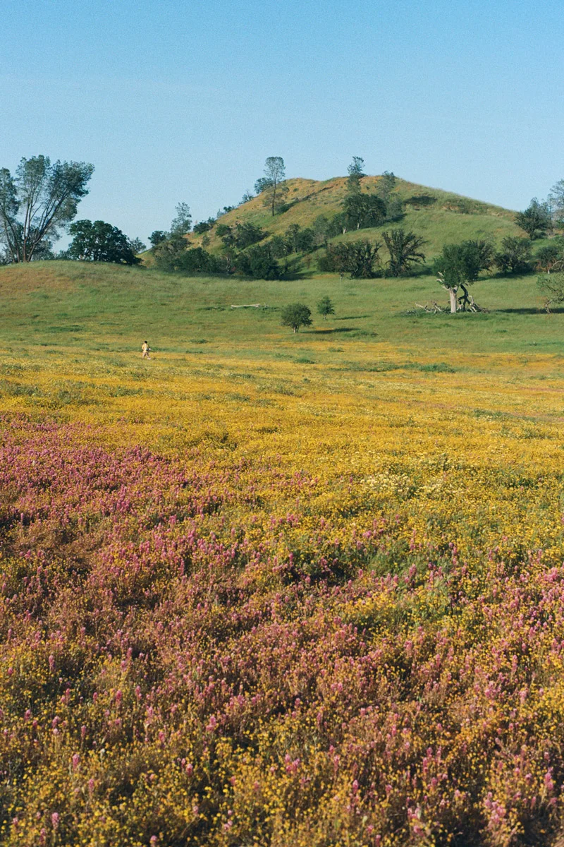 linnea-bullion-carrizo-plain-superbloom-25