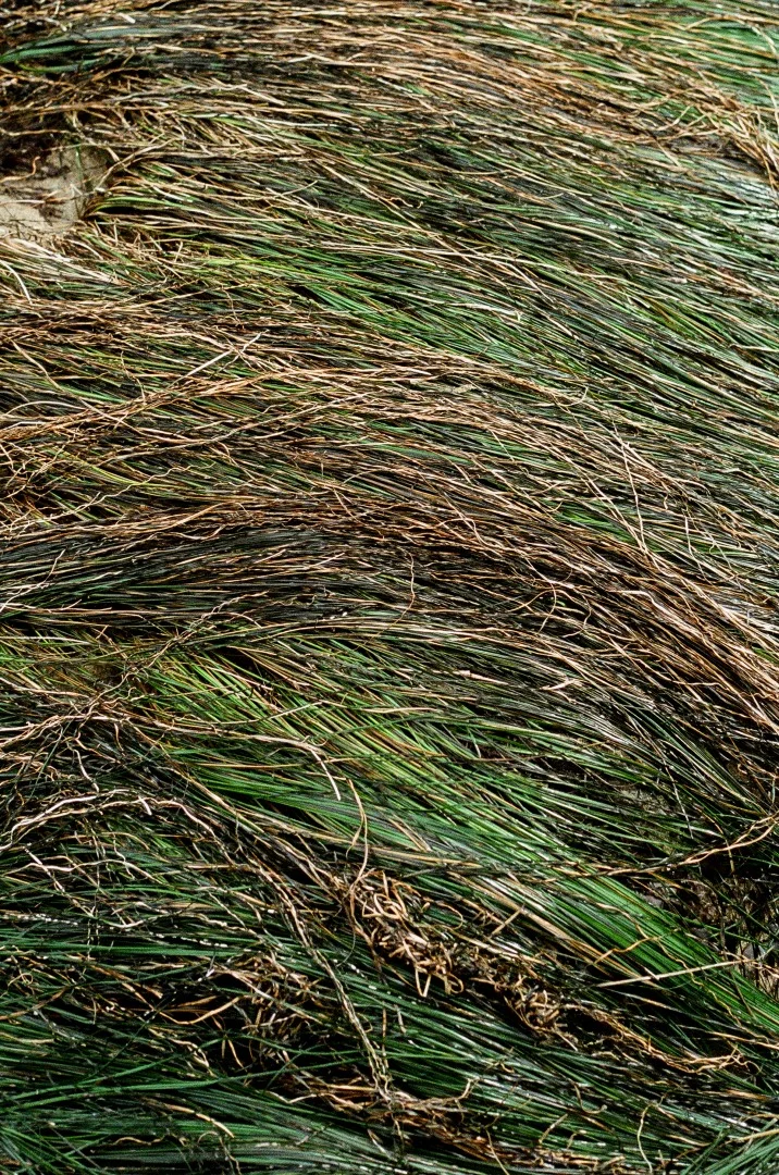 Rood-Northern-California-Vanlife-Grass-Closeup