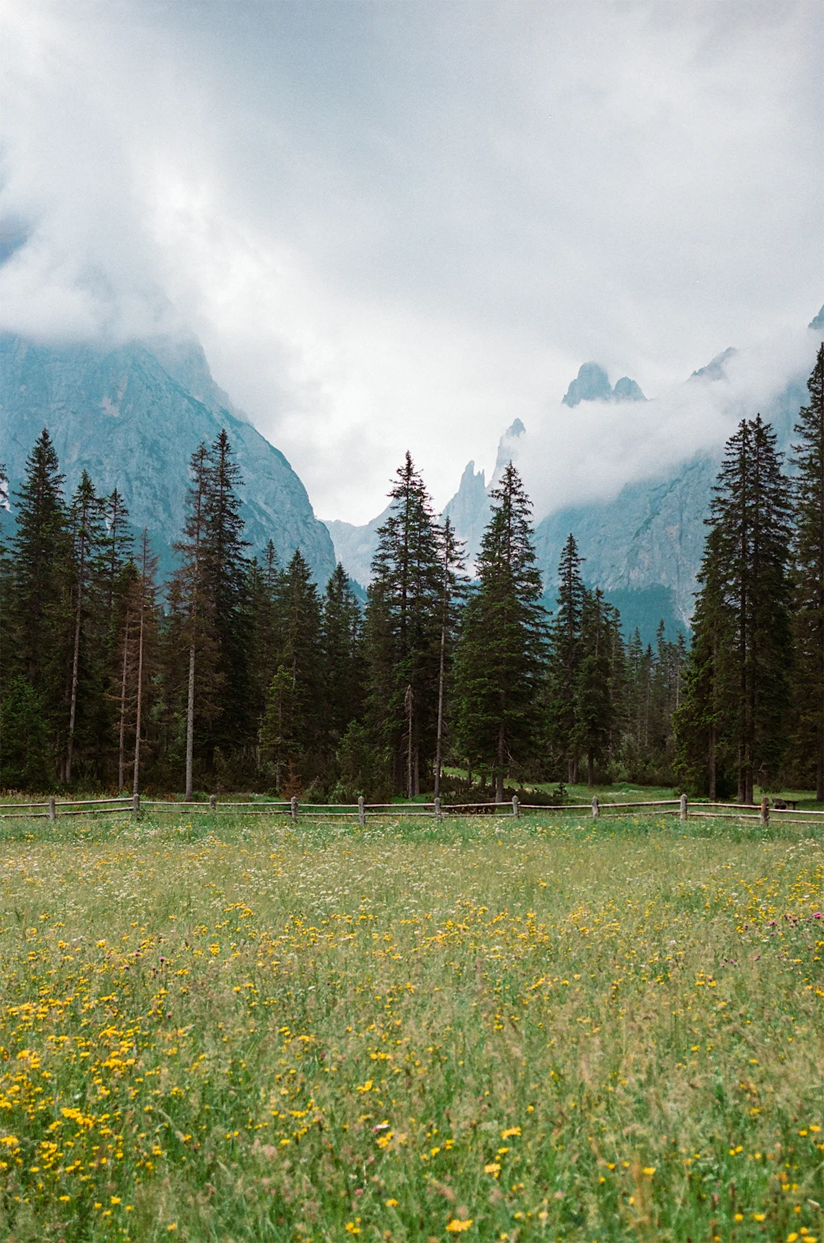 Jess-Tran-Dolomite-Hut-Hiking-Wildflowers