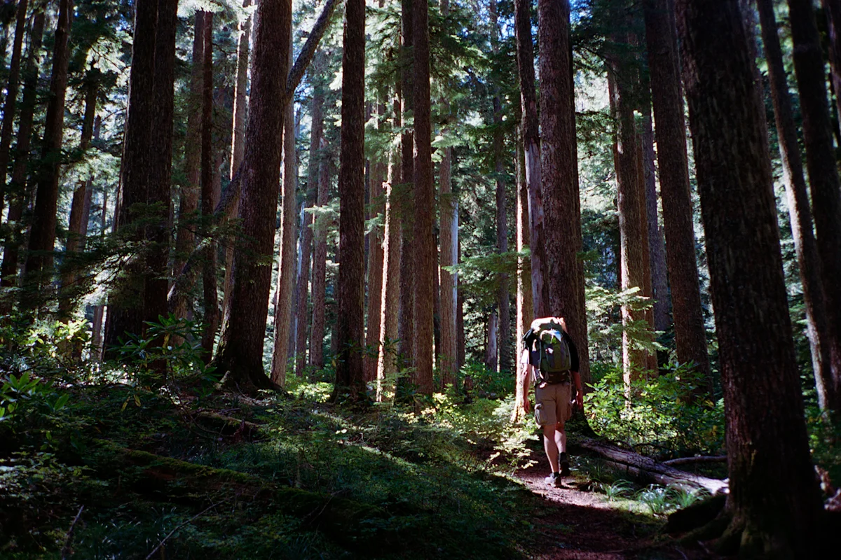 11-devils-peak-lookout-art-forest
