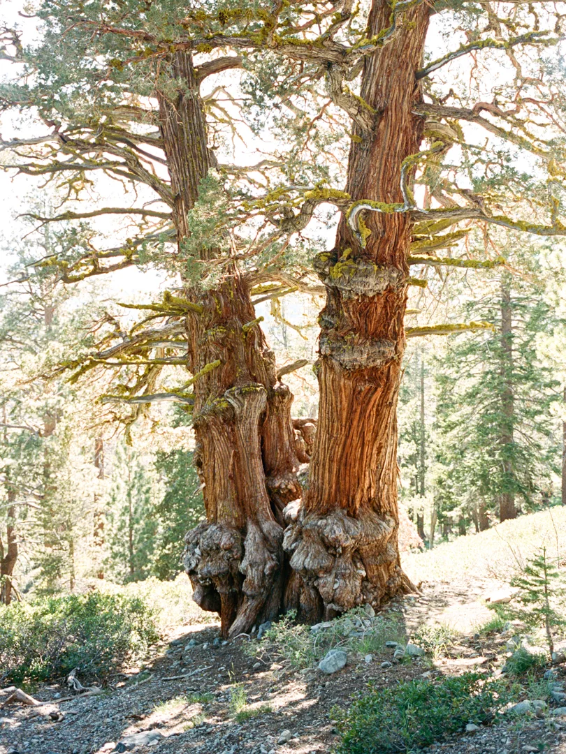skyler-greene-desolation-wilderness-california-trunk