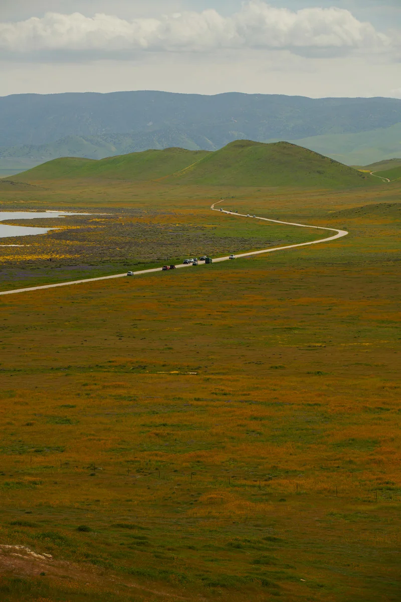 linnea-bullion-carrizo-plain-superbloom-5
