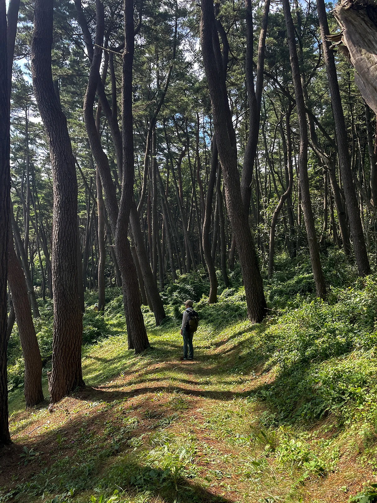 Japan-Hiking-Graham-Michinoku