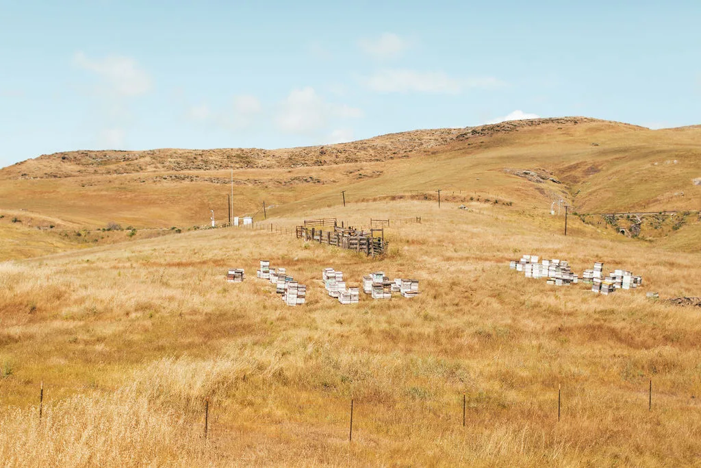 Johnie-Gal-Coast-Starlight-Amtrak-Fieldmag-14
