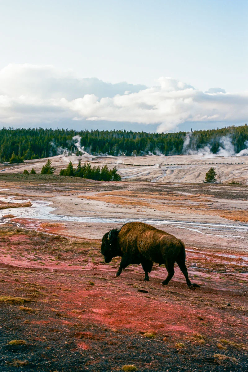 luis-ortega-yellowstone-bison-7