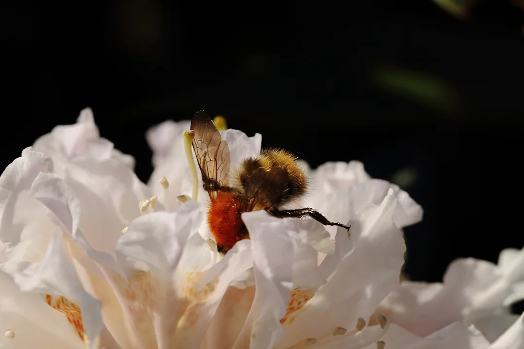 SPACE10-Bee-Home-Bee-Field-Mag