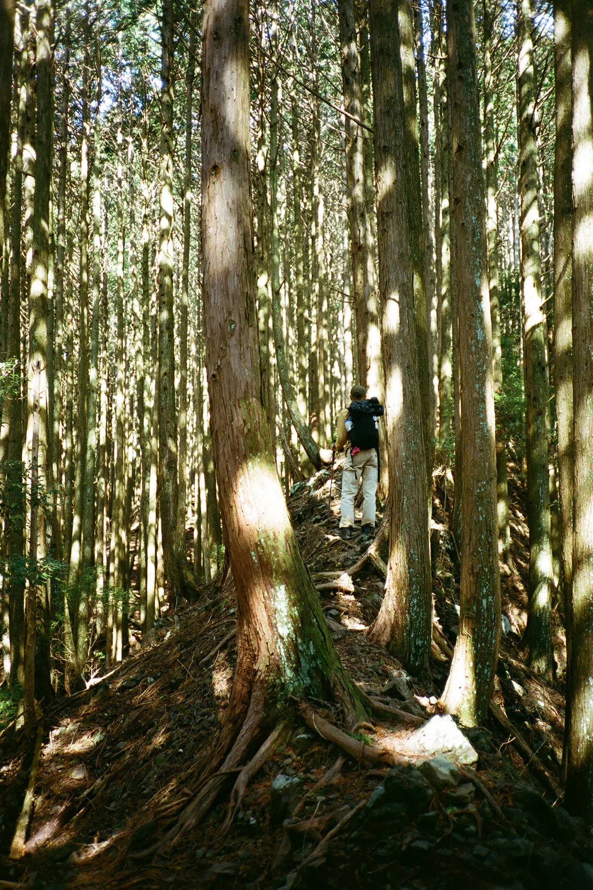 colleen-hammond-katsuo-trail-guide-mt-musoren