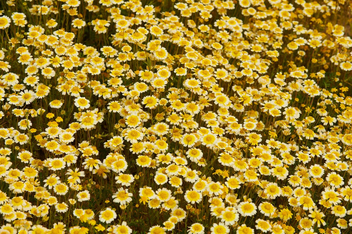 linnea-bullion-carrizo-plain-superbloom-8