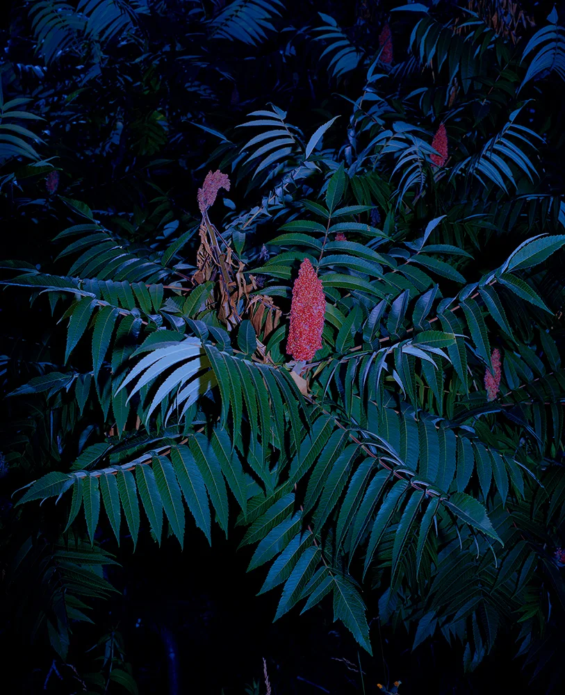 Brendan-George-Ko-Photo-4B-Sumac-Flower