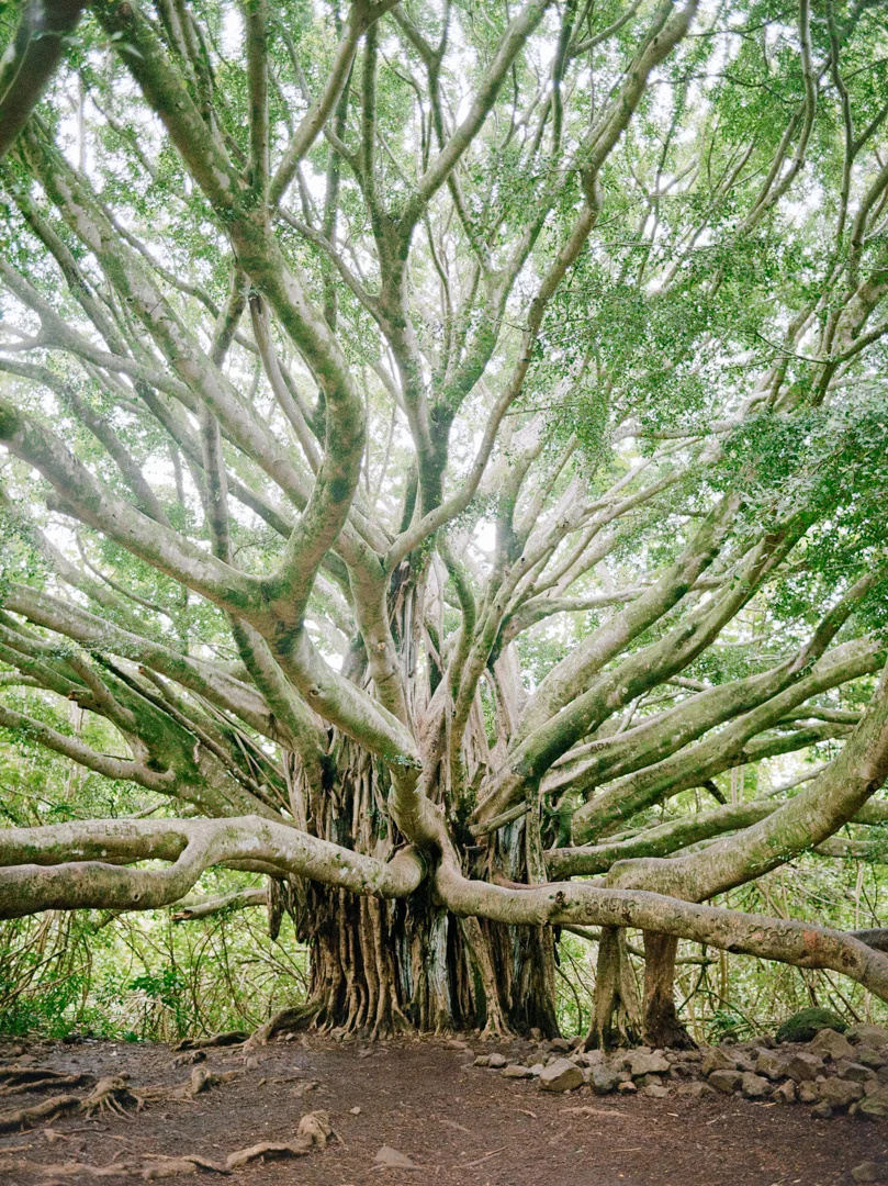 schultz-flogerg-maui-big-tree