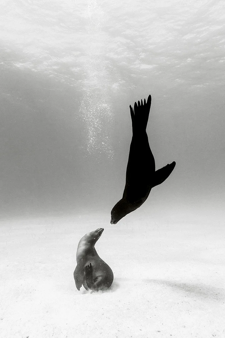 Silent-Kingdom-Christian-Vizl-SeaLions-4