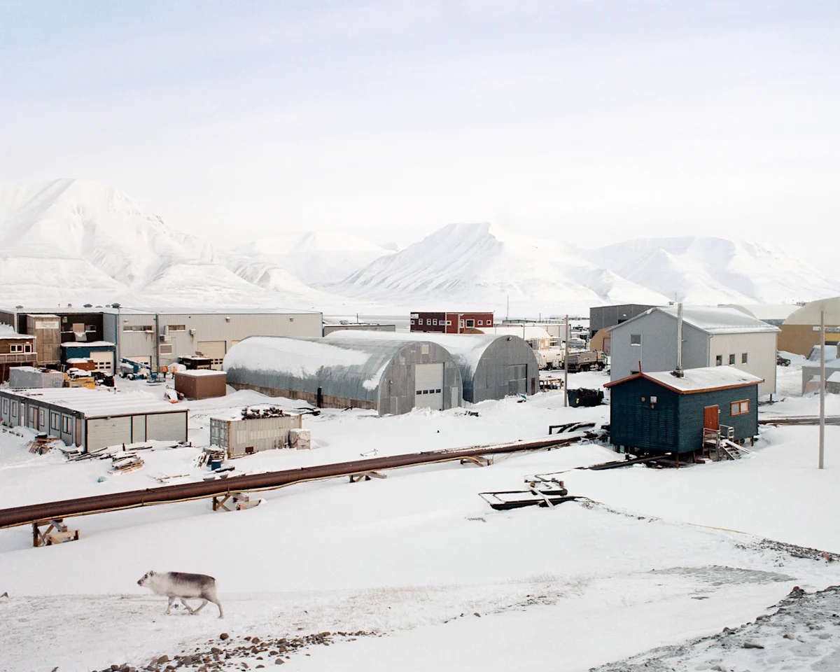 catherine-lemble-svalbard-reindeer