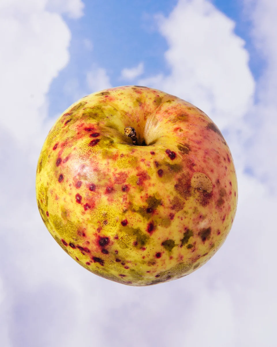 odd-apples-william-mullan-sooty-yellow