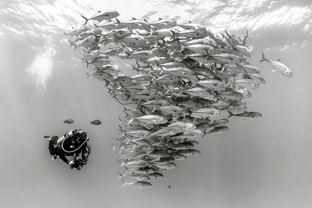 New Book Silent Kingdom, Aims to Inspire Change With Photography