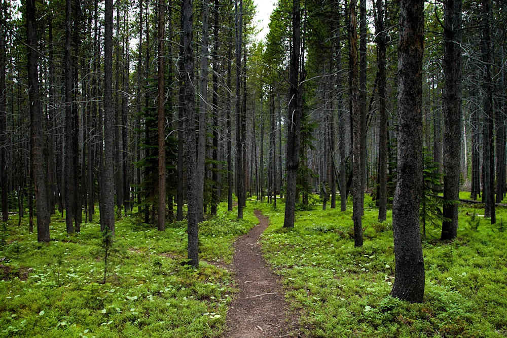 A Modern Guide to Ethical, Sustainable Foraging