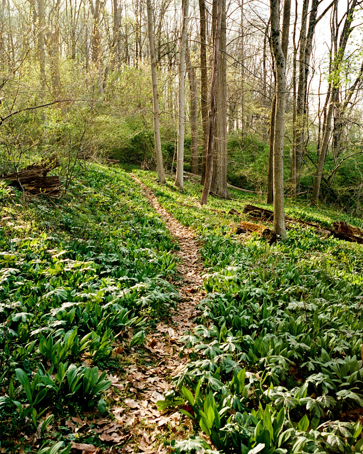 matt-steindl-alt-cycling-forest-path