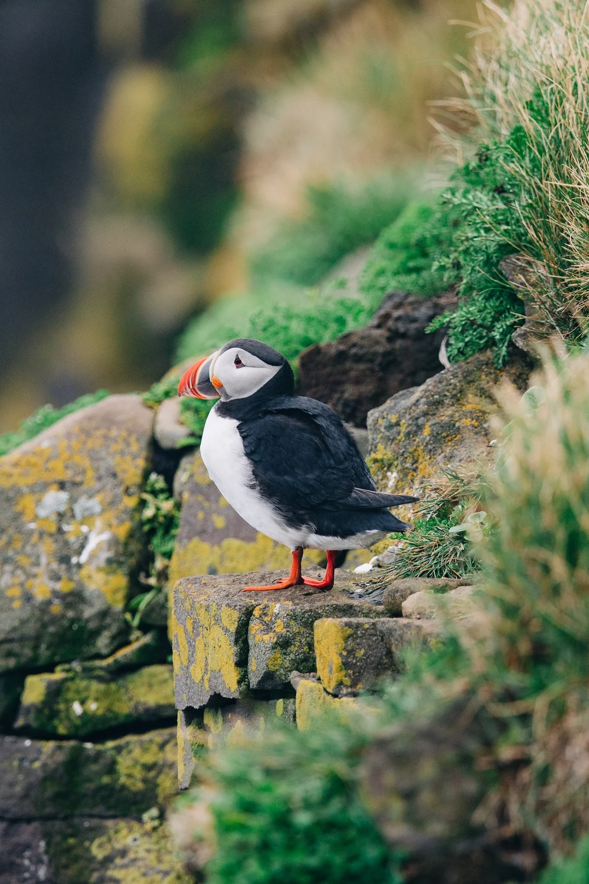 high-arctic-colors-svalbard-karthika-gupta-puffins