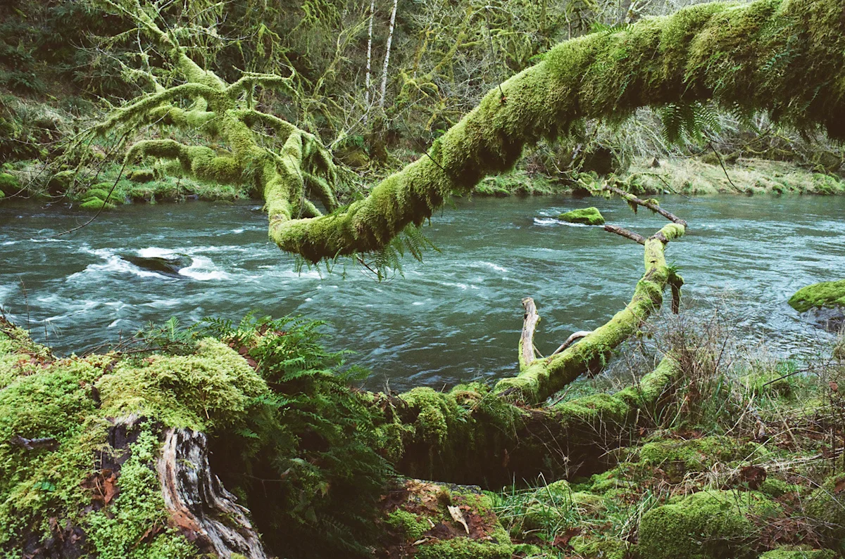 Elias-Carlson-Steelhead-OR-7